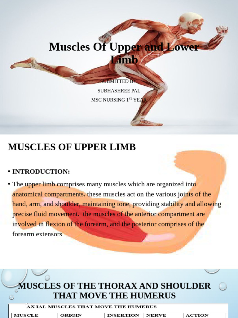 Lower Limb Muscles and Functions | PDF | Human Leg | Anatomical Terms ...