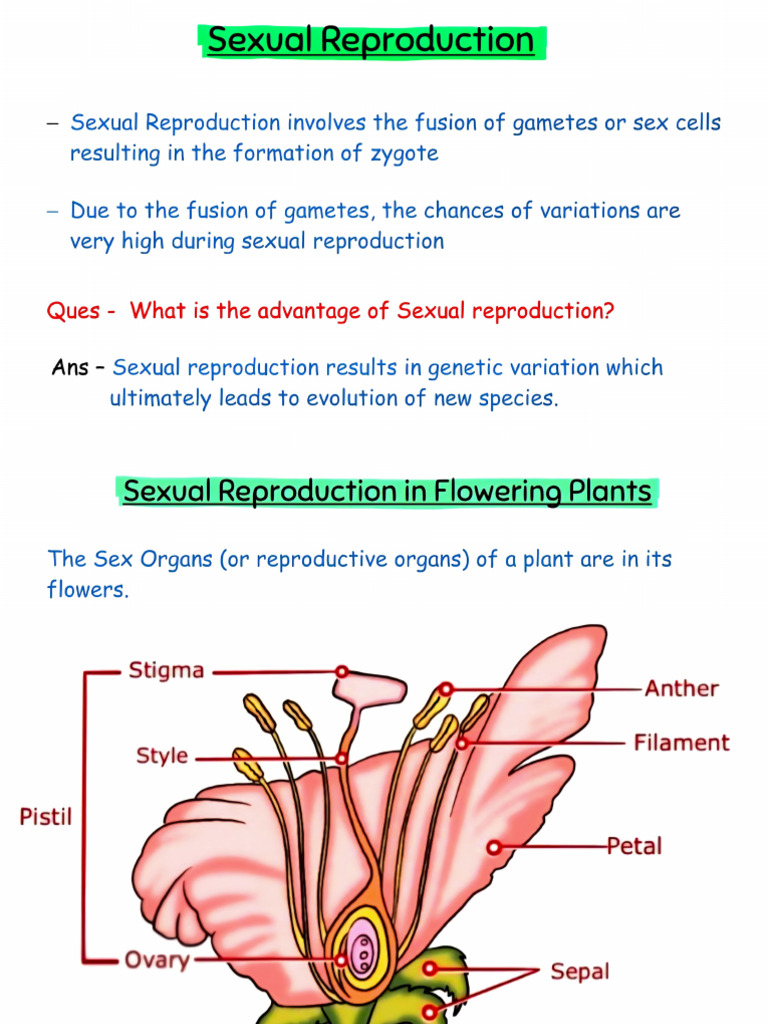 Sexual Reproduction in Flowering Plants | PDF | Flowers | Seed