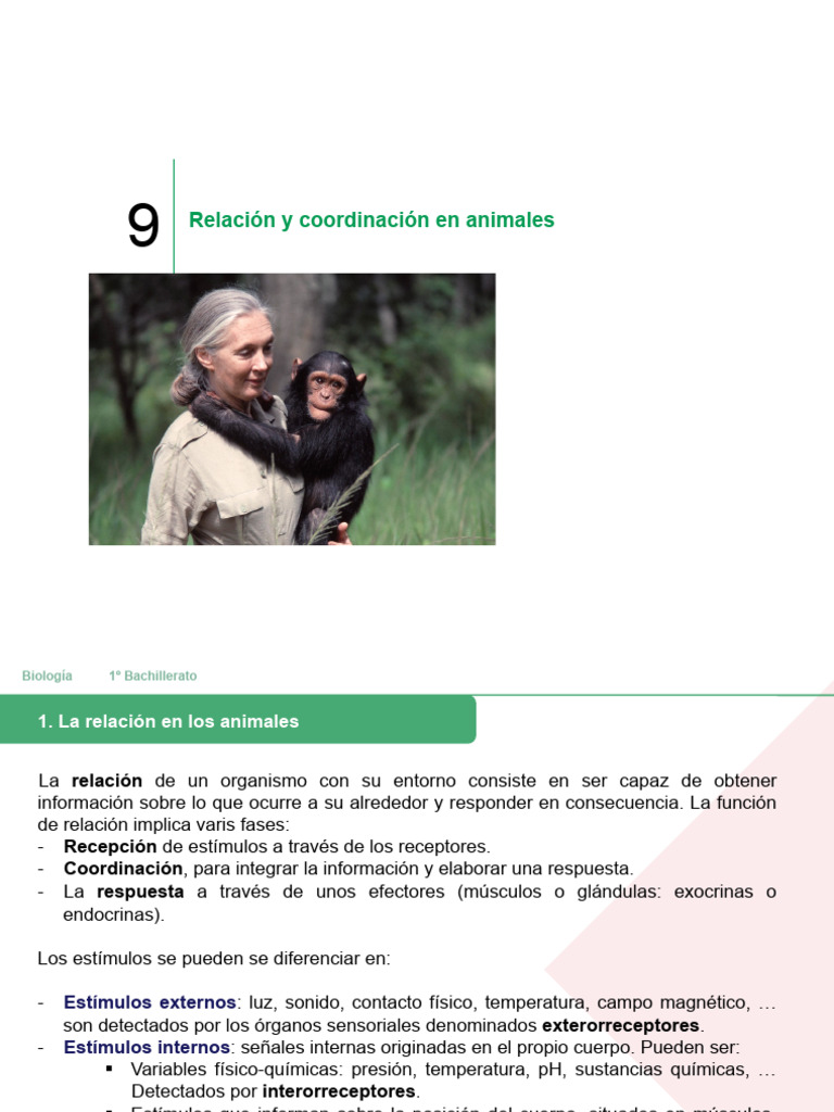 Relación y coordinación en animales | PDF | Sistema nervioso | Sinapsis