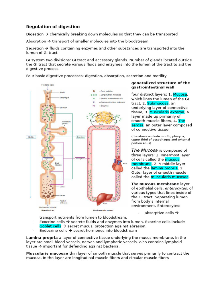 Digestive System Regulation and Anatomy | PDF | Stomach | Digestion