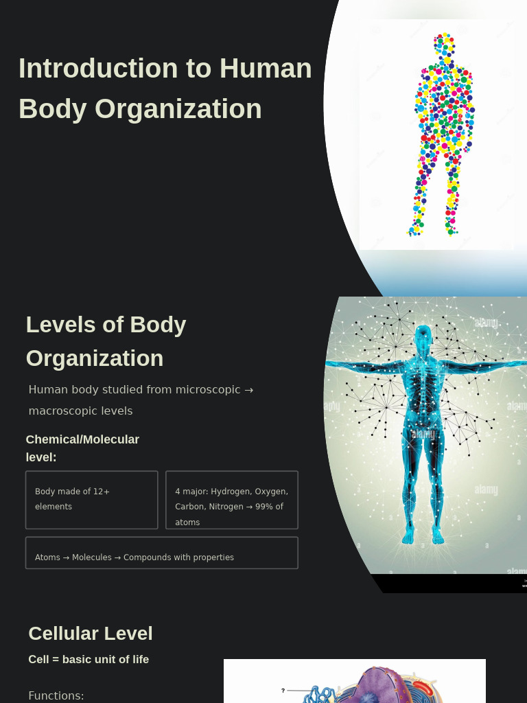 Introduction To Human Body Organization | PDF | Meiosis | Mitosis