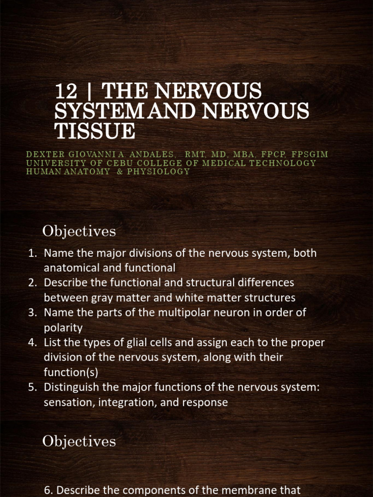 Nervous System Structure and Functions | PDF | Chemical Synapse | Axon