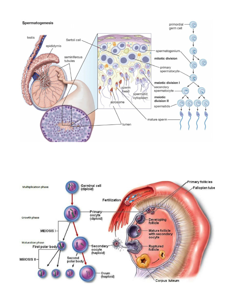 Spermatogenesis Dan Oogenesis | PDF