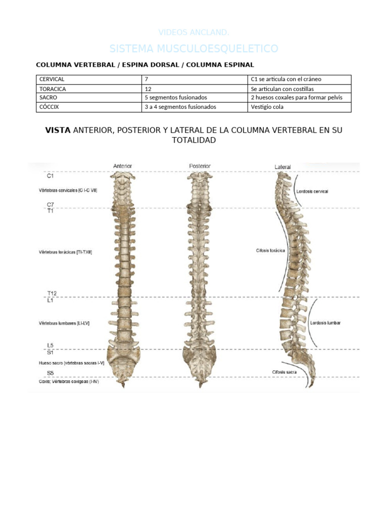 Anatomía y Función de la Columna Vertebral | PDF | Vértebra | Sistema ...