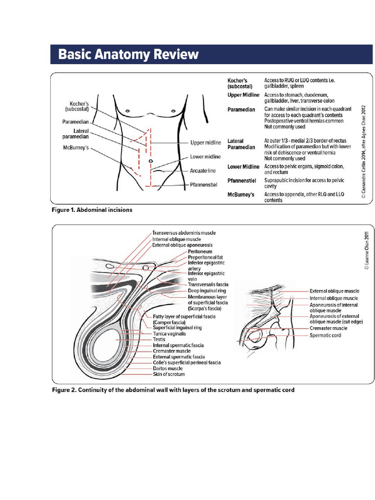 Lateral & Midline Abdominal Anatomy Guide | PDF | Crohn's Disease | Abdomen