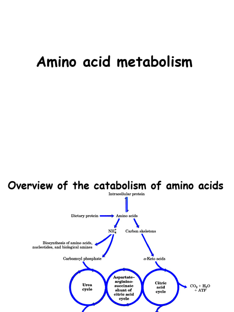 Amino Acid Metabolism Overview | PDF | Amino Acid | Metabolism