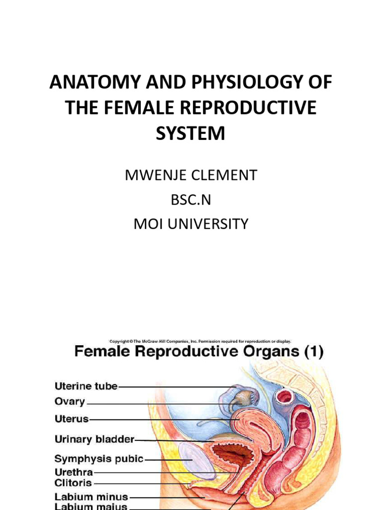Female Reproductive System A & P | PDF | Uterus | Labia