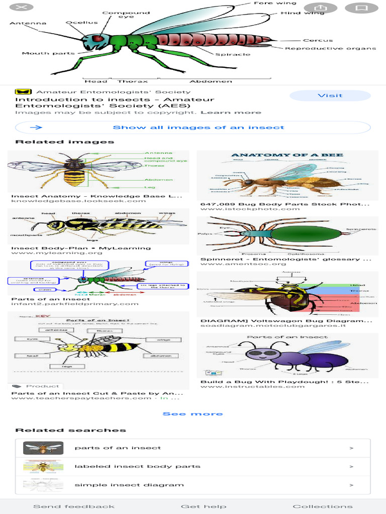 Labeled Insect Anatomy Diagram | PDF | Insects | Hexapoda