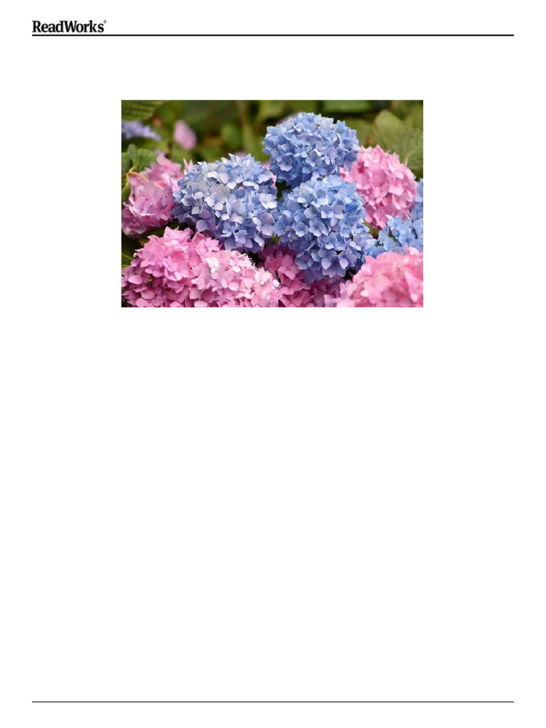 Hydrangea Color Changes by Environment | PDF | Plants | Soil