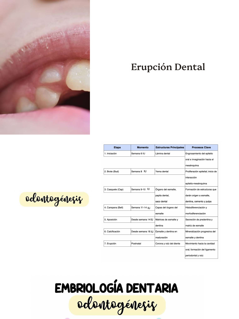 Proceso de Erupción Dental: Fases y Teorías | PDF | Hueso | Epitelio