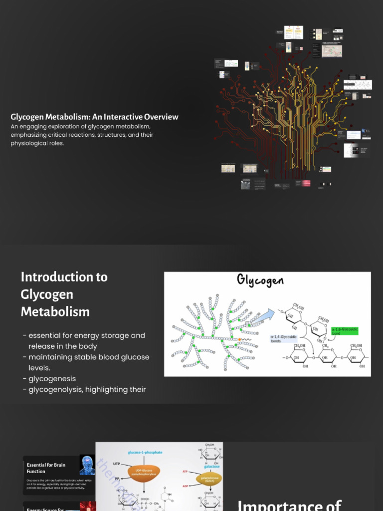 Glycogen Metabolism | PDF