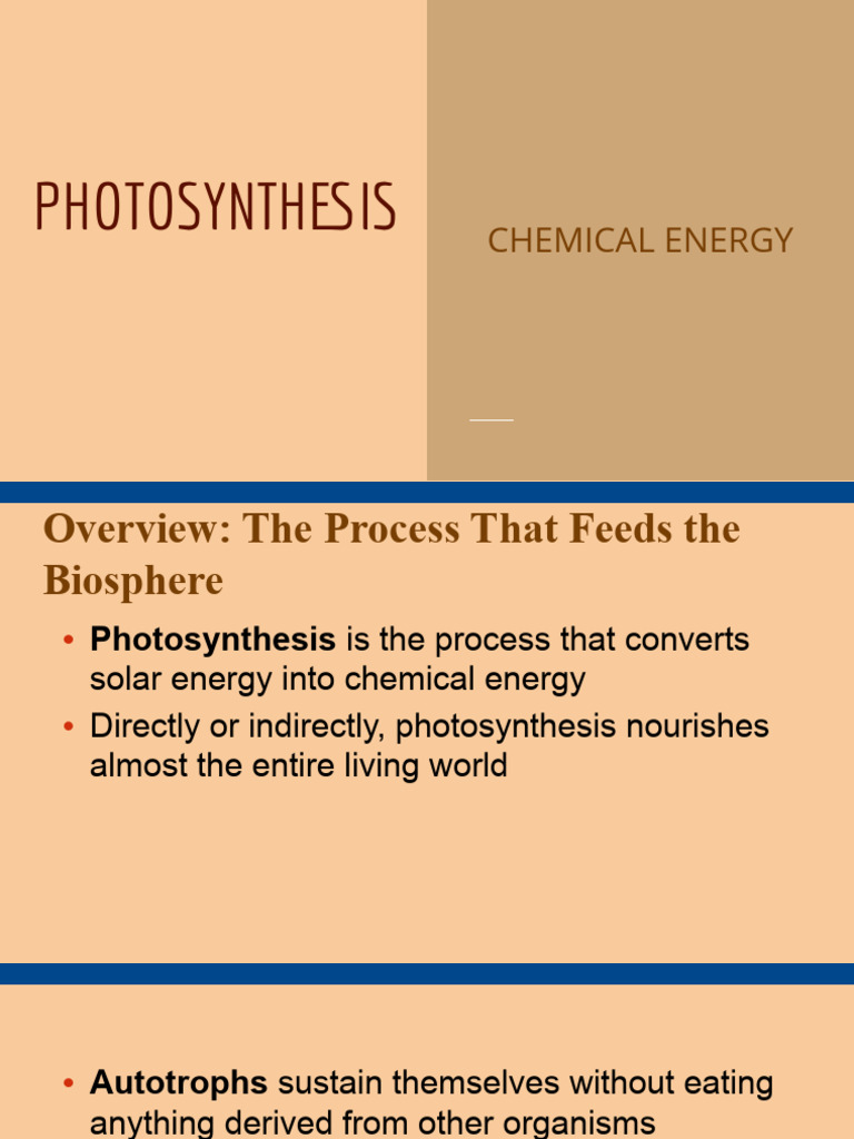 Understanding Photosynthesis Process | PDF | Photosynthesis | Chloroplast