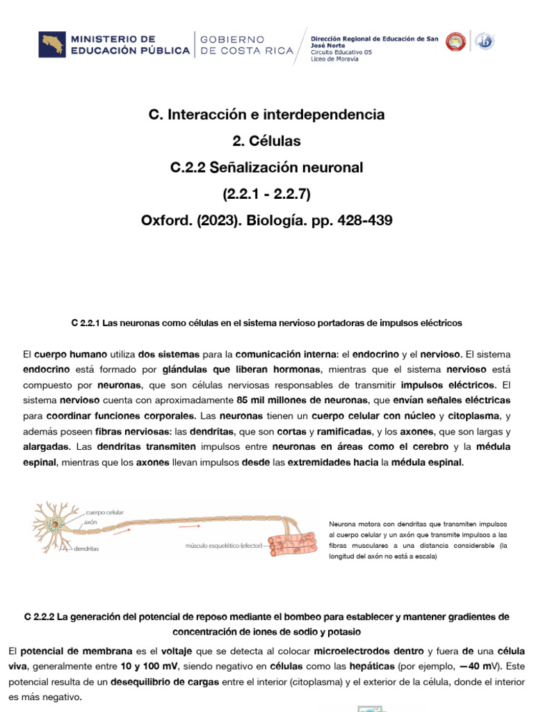 Señalización Neuronal | PDF | Sinapsis | Potencial de acción