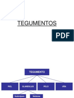 TEGUMENTOS