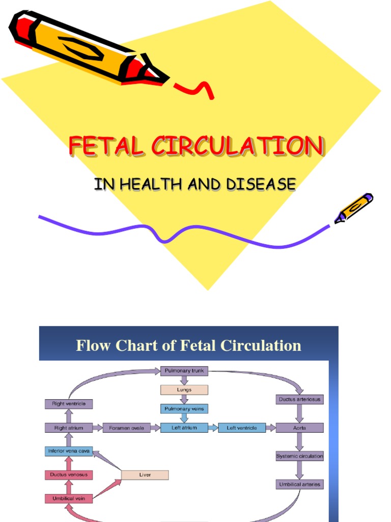 Fetal Circulation Flow Chart Overview | PDF | Circulatory System | Fetus