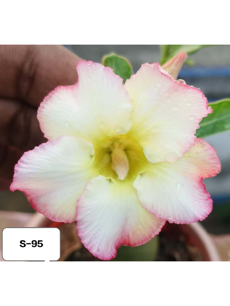 L. P. S (Adenium) | PDF