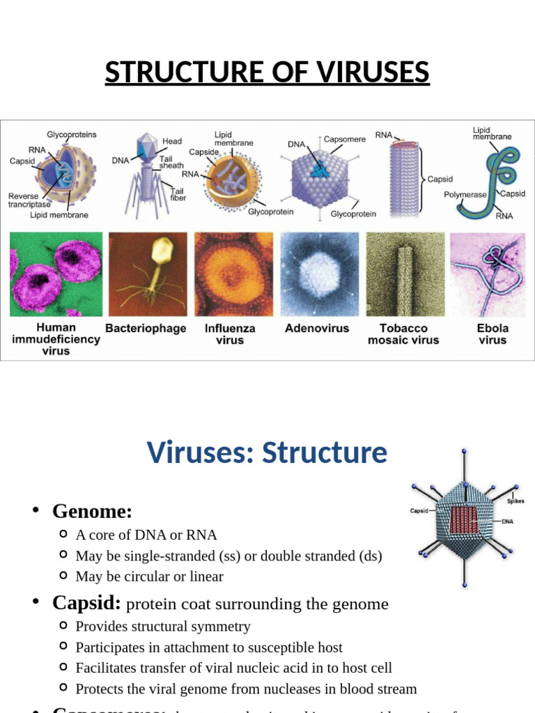 Virus Structure and Classification Overview | PDF | Virus | Tree Of ...