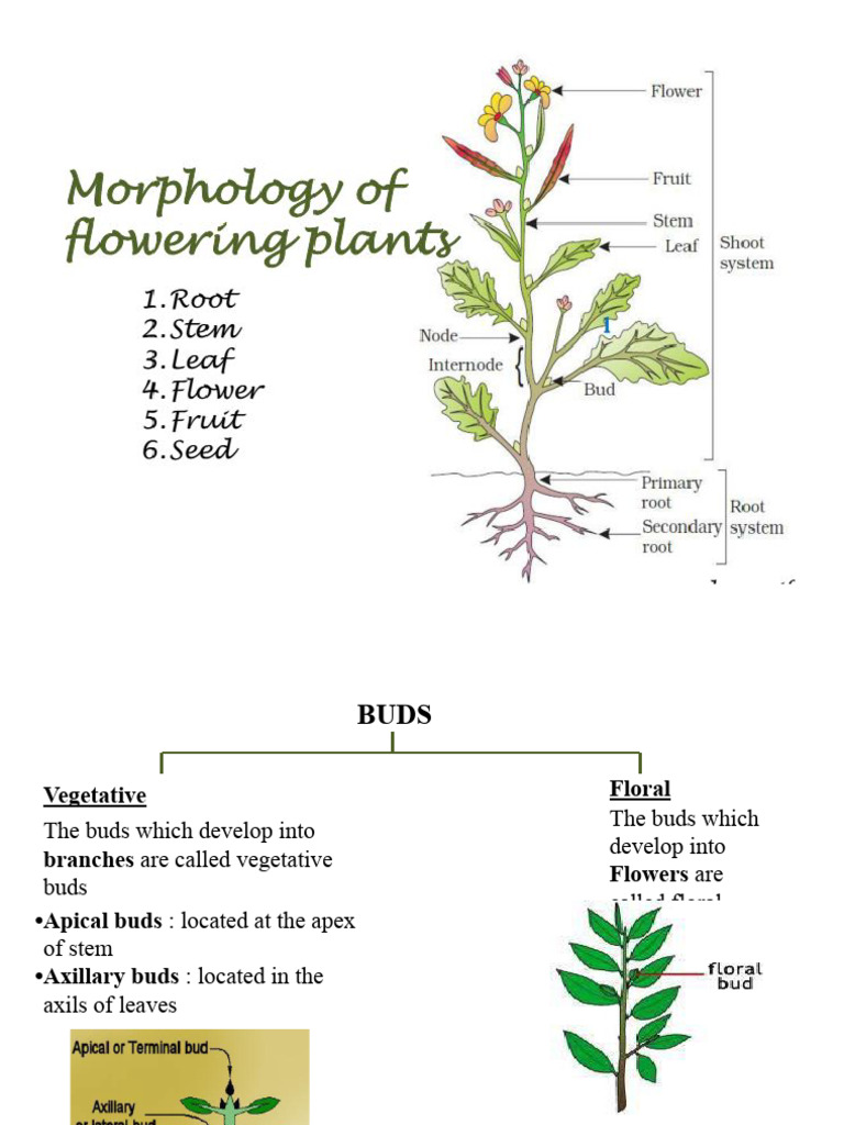 Root - Stem and Leaves | PDF | Leaf | Root