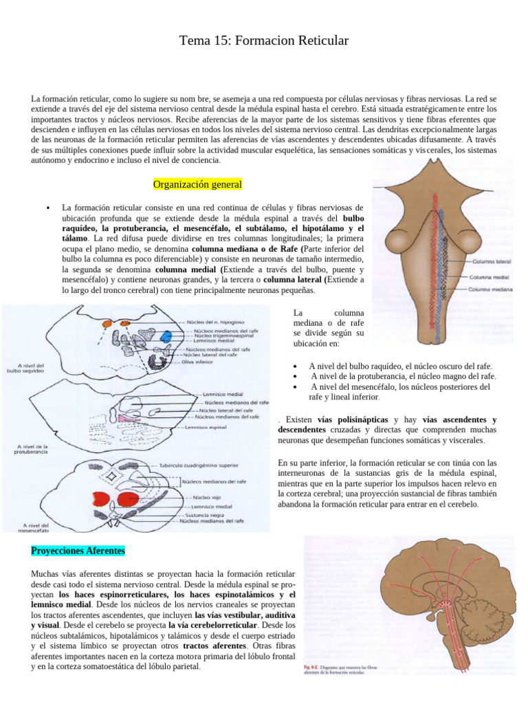 Funciones y Estructura de la Formación Reticular | PDF | Cerebelo | Cerebro