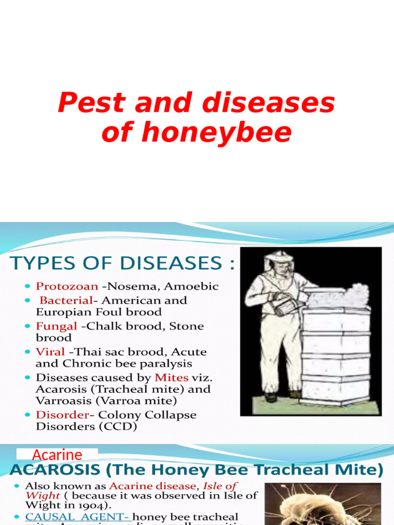 Pest and Diseases of Honeybee | PDF | Honey Bee | Beehive