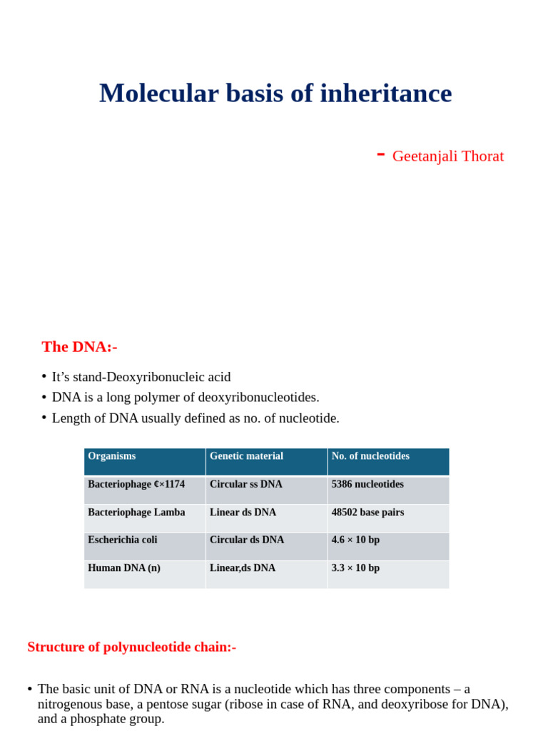 Molecular Basis of DNA Inheritance | PDF | Dna Replication | Nucleotides