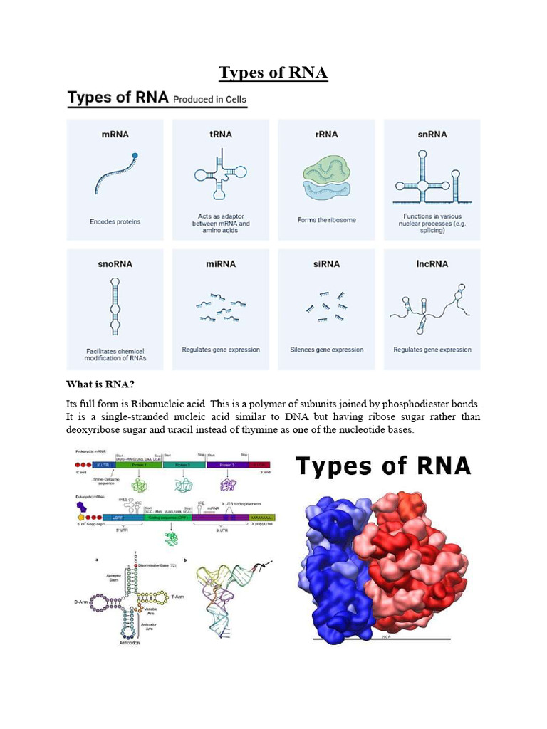 Understanding Types of RNA and Functions | PDF | Rna | Messenger Rna