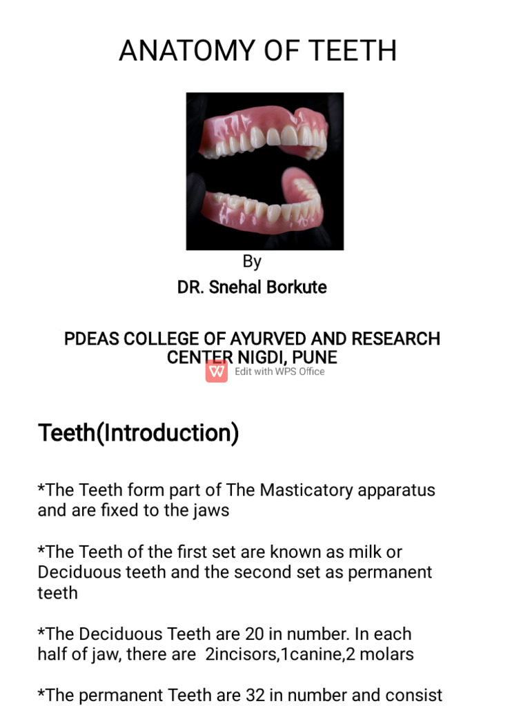 Anatomy of Teeth | PDF | Human Tooth | Dental Anatomy