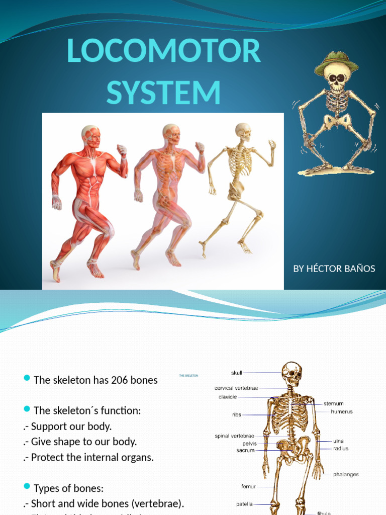 Overview of the Locomotor System | PDF