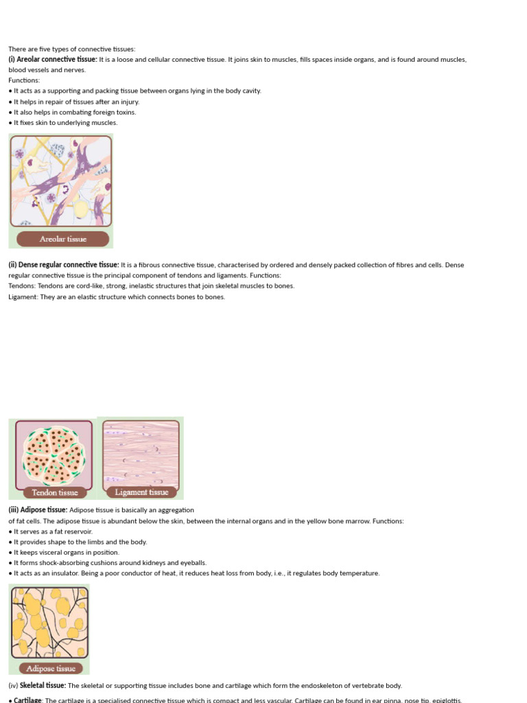 Overview of Five Connective Tissue Types | PDF | Human Body ...