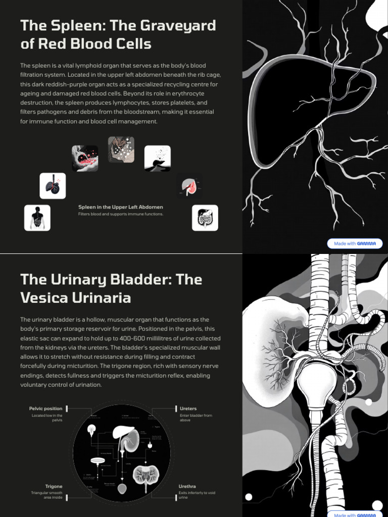 The Spleen The Graveyard of Red Blood Cells | PDF | Pancreas | Liver