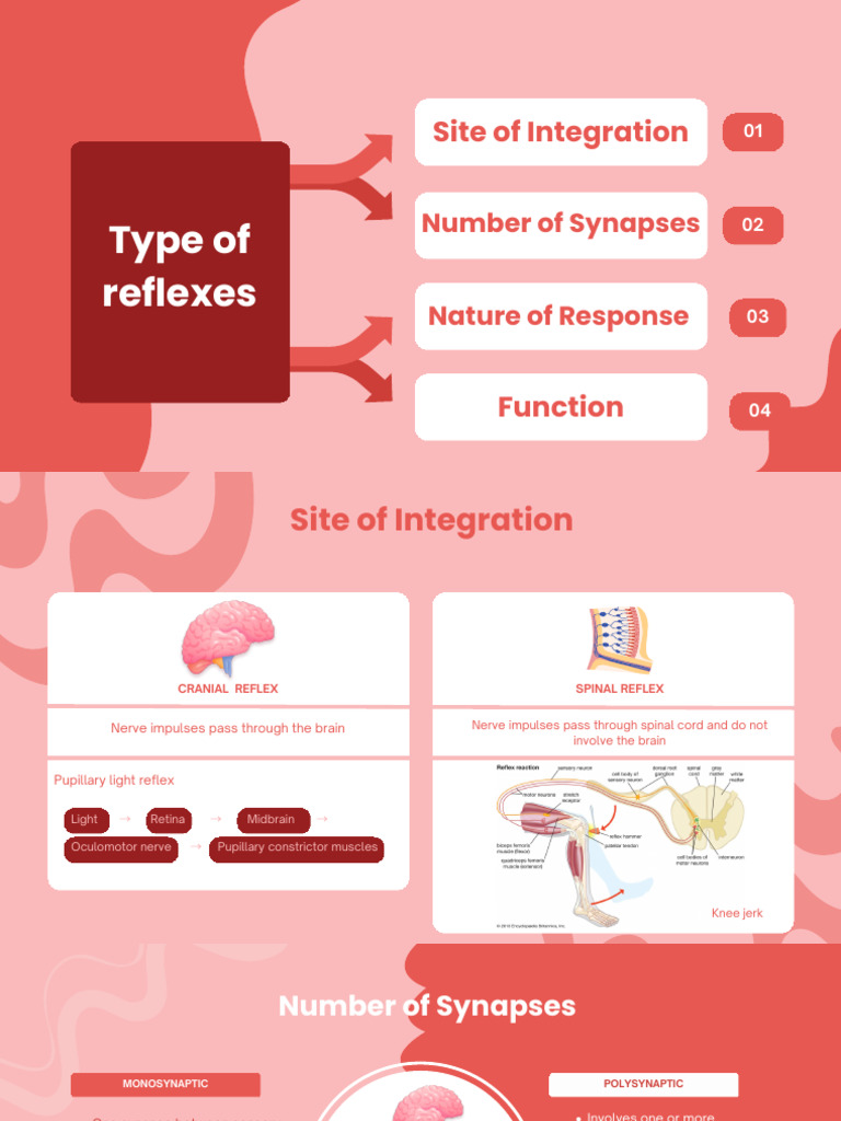 Physiology of Sense and Reflexes PDF | PDF | Motor Neuron | Nervous System