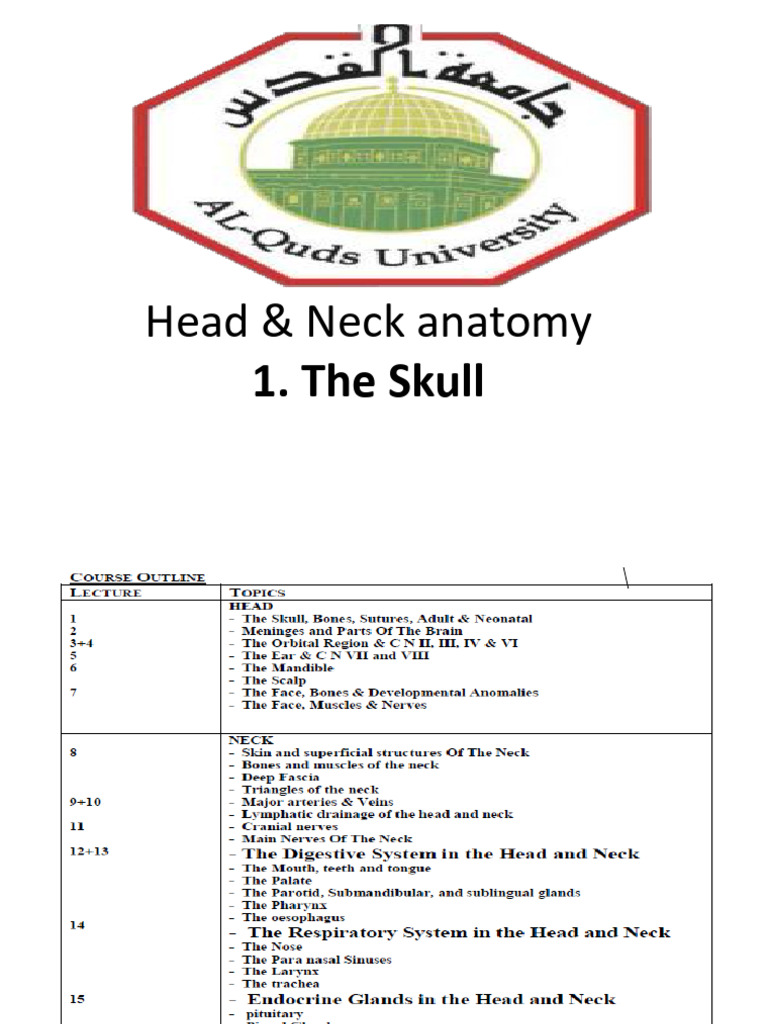 Head and Neck Anatomy Overview | PDF | Skull | Human Nose