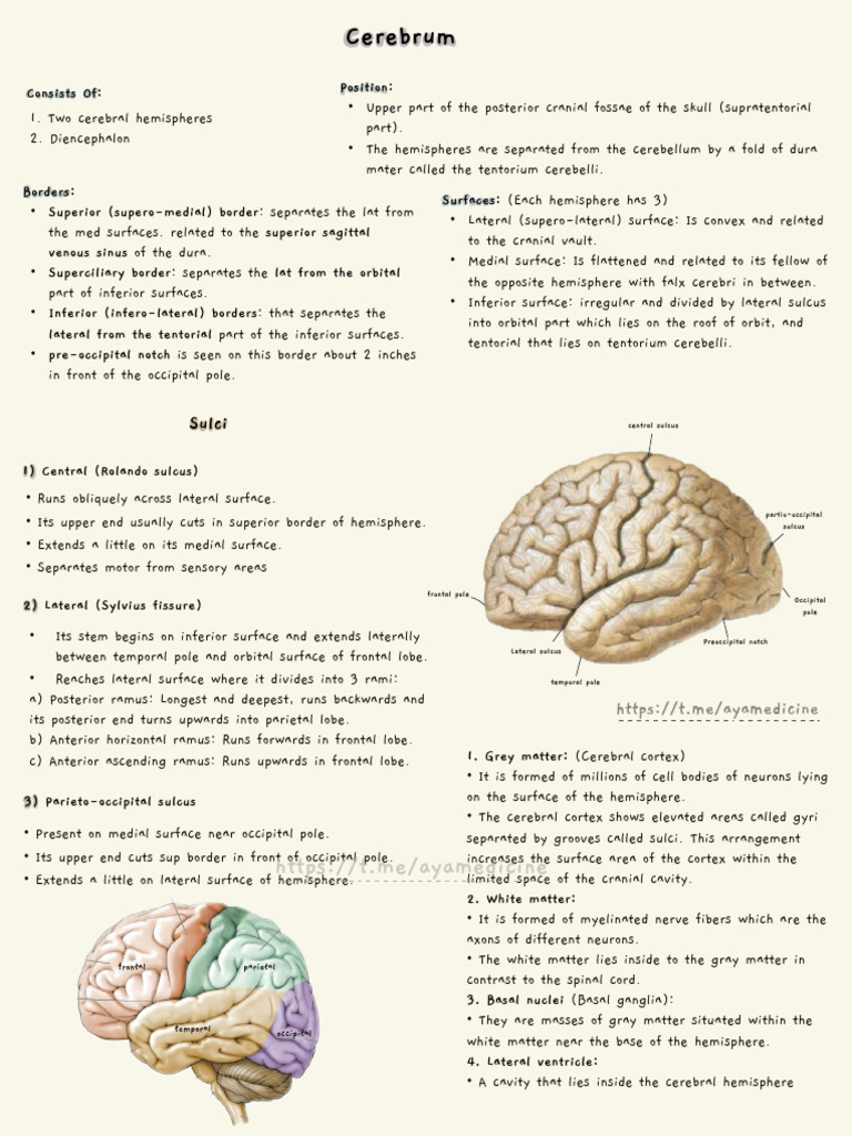 Anatomy of the Cerebrum and Its Structures | PDF | Corpus Callosum ...