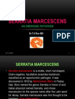 Serratia Marcescens