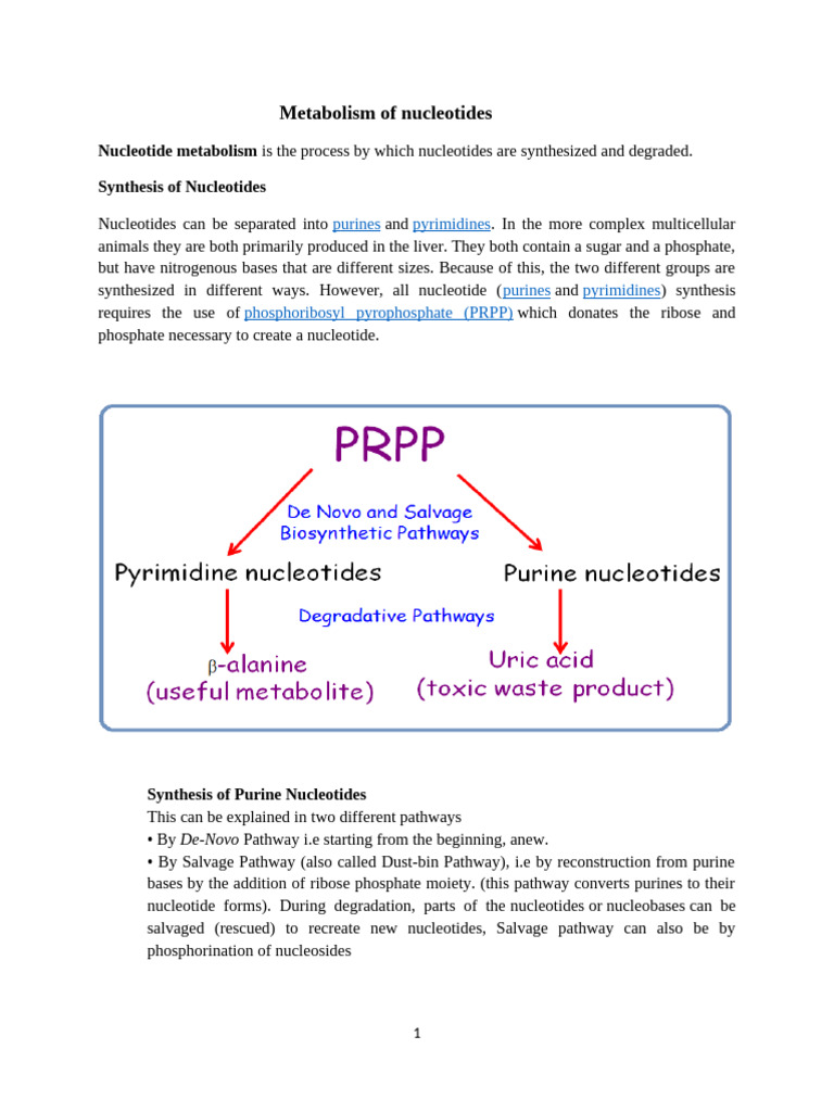 Metabolism of Nucleotides | PDF | Nucleotides | Biosynthesis