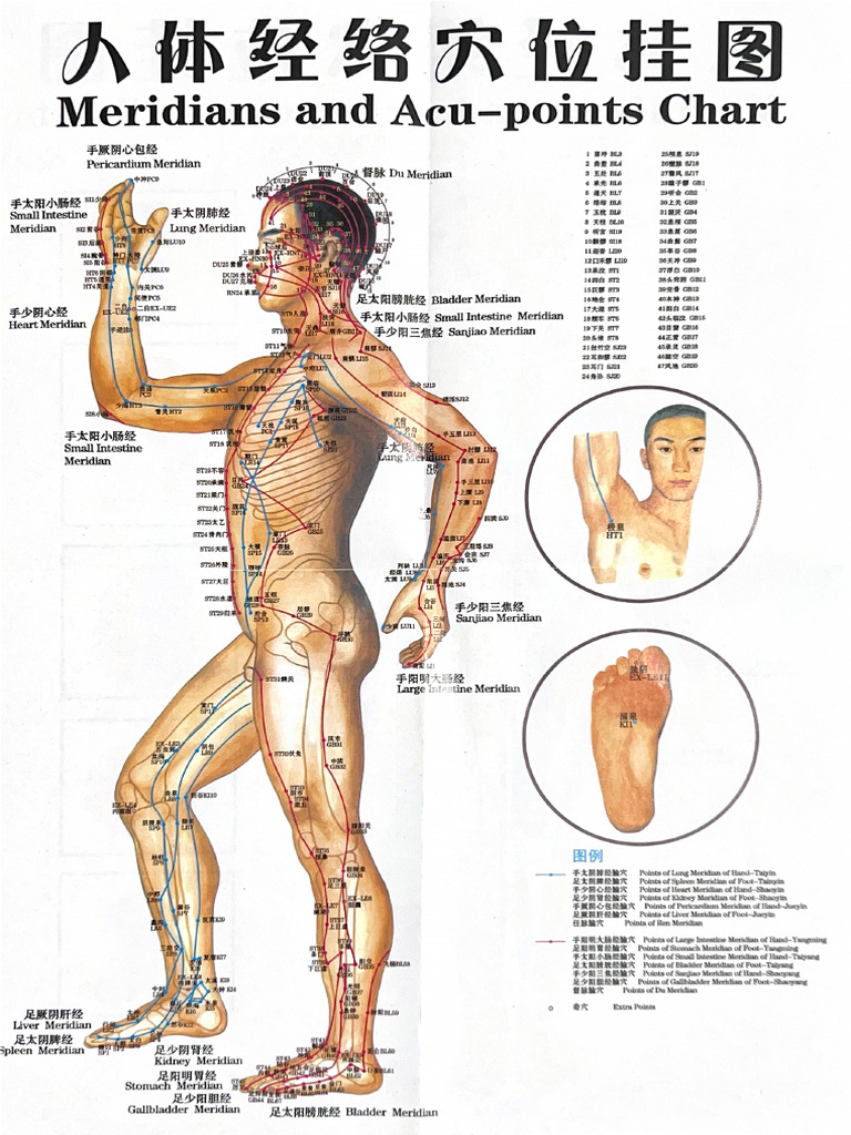 Meridians and Acu-Points Chart | PDF