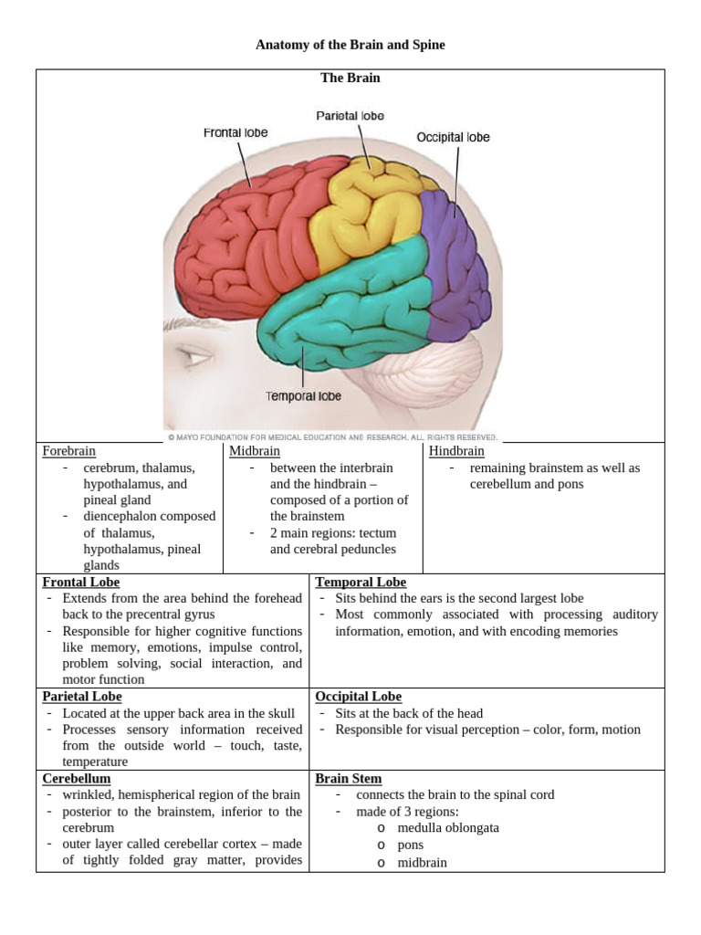 Topic Disc - Anatomy of The Brain and Spine | PDF | Brainstem ...