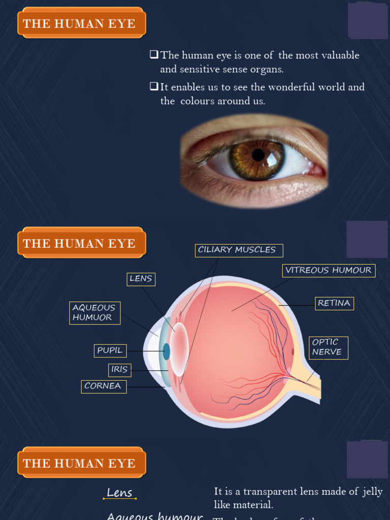 Human Eye & The Col WRLD Mind-Map | PDF | Eye | Human Eye