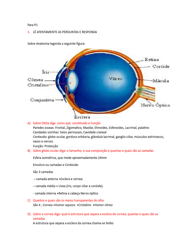 Anatomia e Exames Oculares: Guia Completo | PDF | Glaucoma | Sistema visual