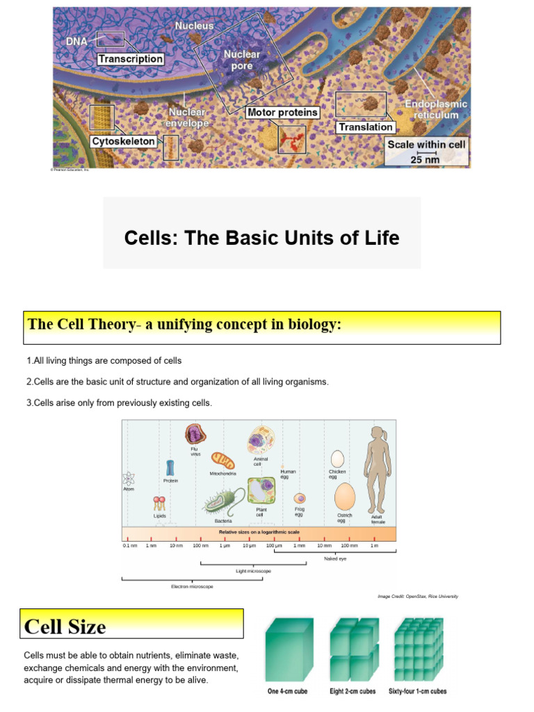 Understanding Cell Structure and Function | PDF | Endoplasmic Reticulum ...