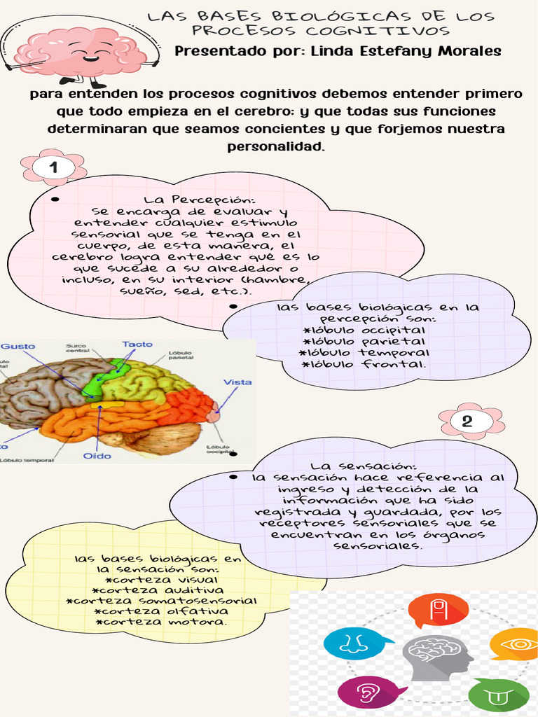 Bases biológicas de procesos cognitivos | PDF | Cerebro | Las emociones