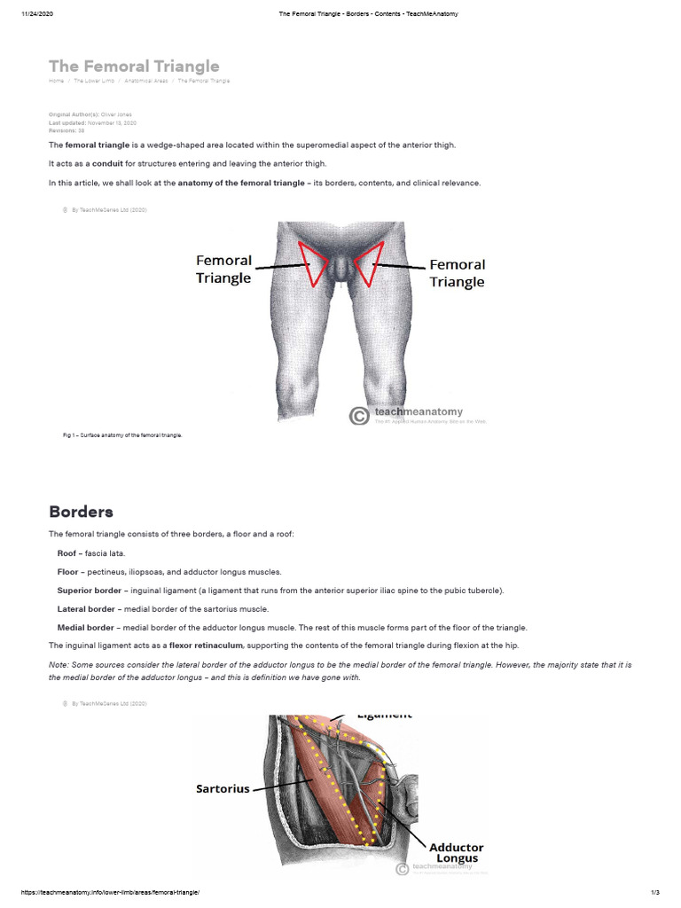 Anatomy of the Femoral Triangle | PDF | Human Leg | Lower Limb Anatomy