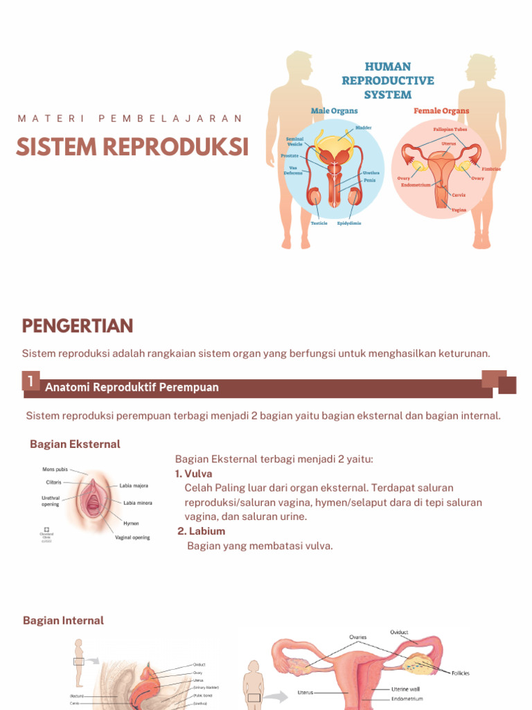 Sistem Reproduksi: Anatomi dan Proses | PDF