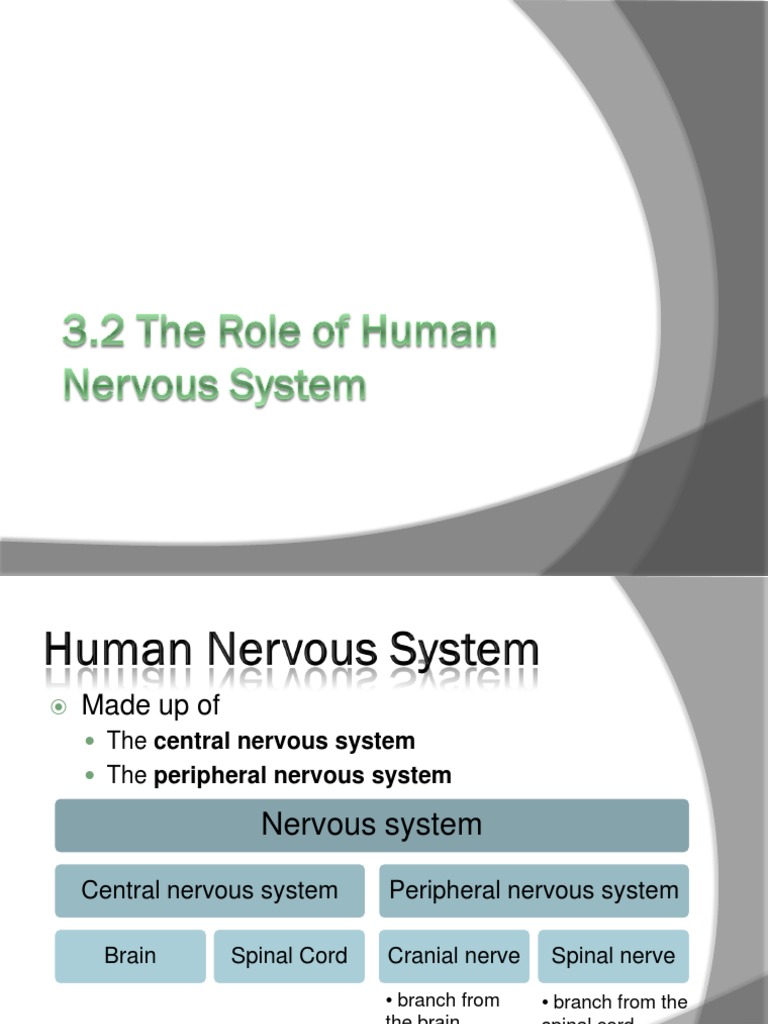 3 2 Role of Human Nervous System 2 | Neuron | Axon