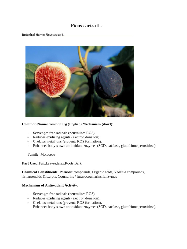 Ficus Carica L PDF | PDF