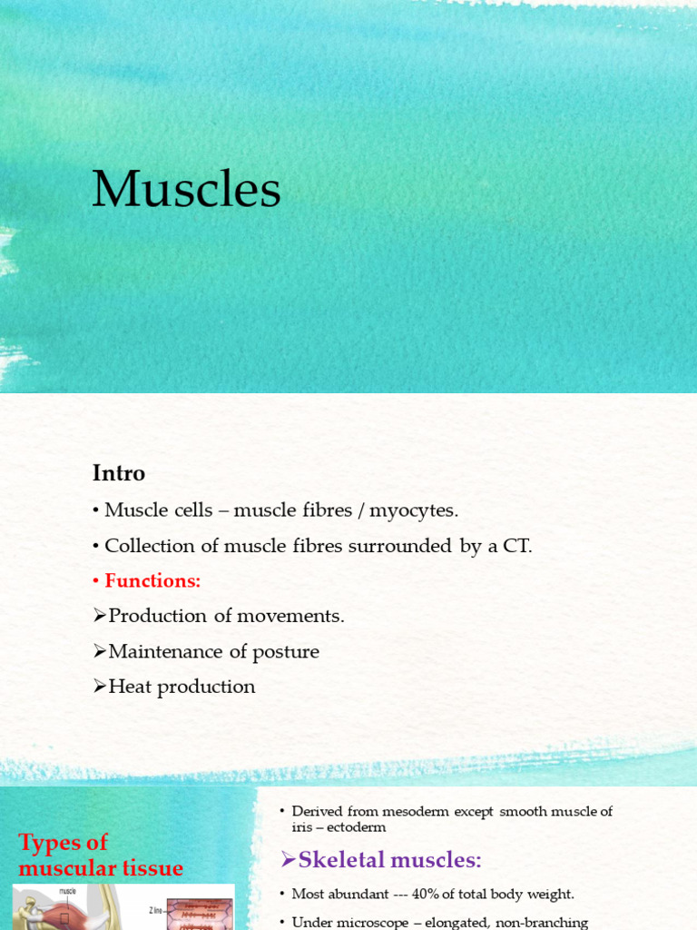 Comprehensive Guide to Muscle Types and Functions | PDF | Skeletal ...