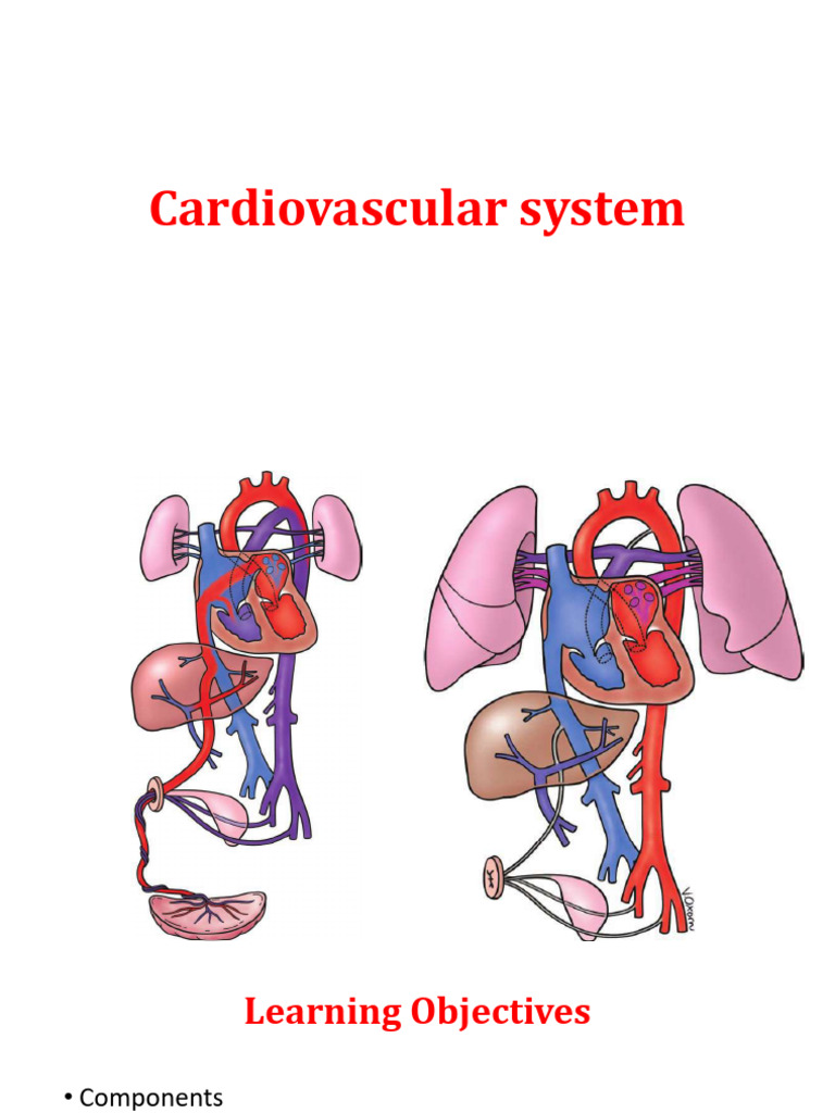 Understanding the Cardiovascular System | PDF | Artery | Vein