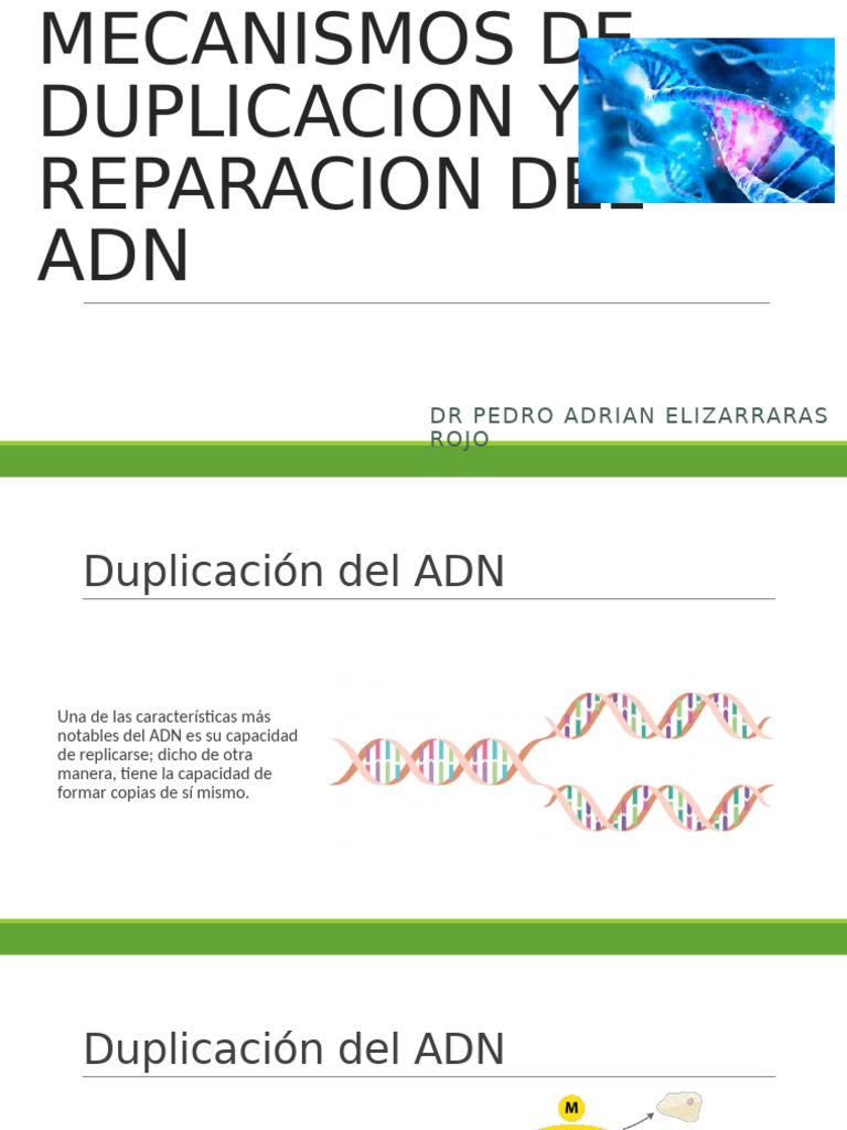 Mecanismos de Duplicacion y Reparacion Del ADN | PDF | Replicación De ...