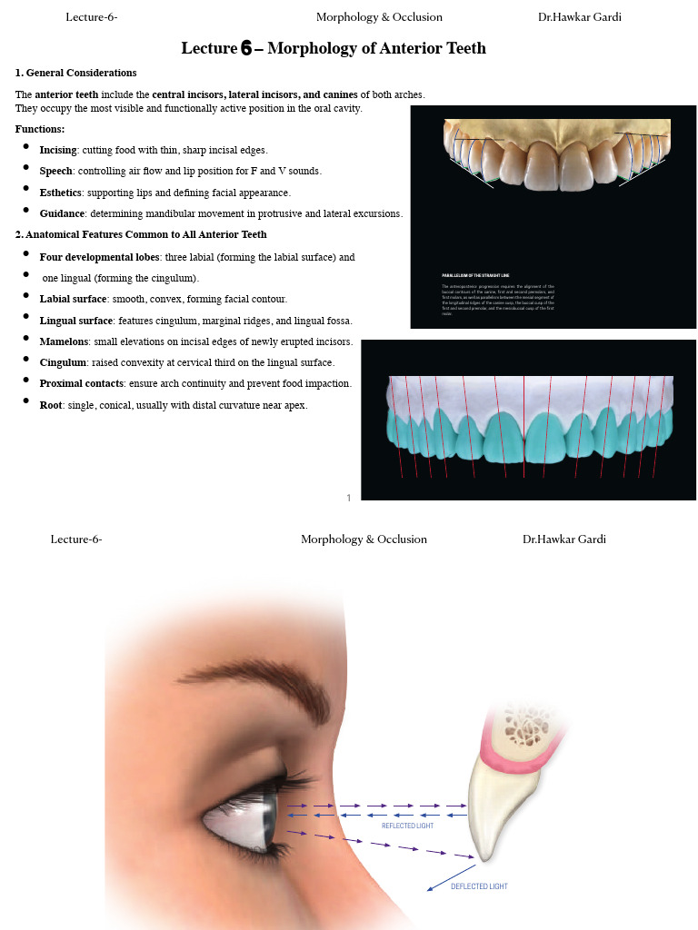 Anterior Teeth Morphology Overview | PDF | Dental Anatomy | Primate Anatomy