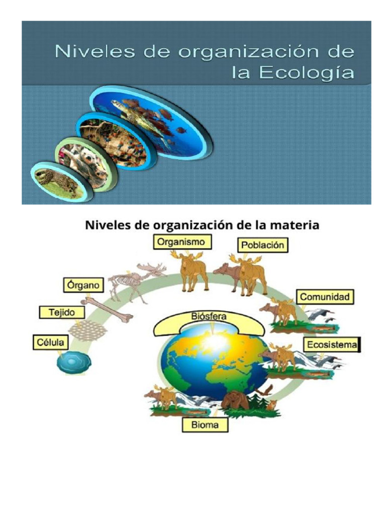 Niveles de Organización en Biología y Ecosistemas | PDF | Ecosistema ...